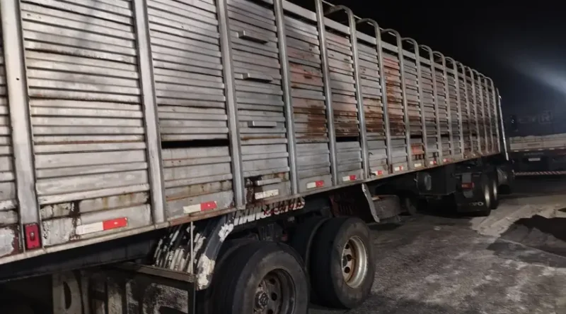 Gado; apreensão Sefa