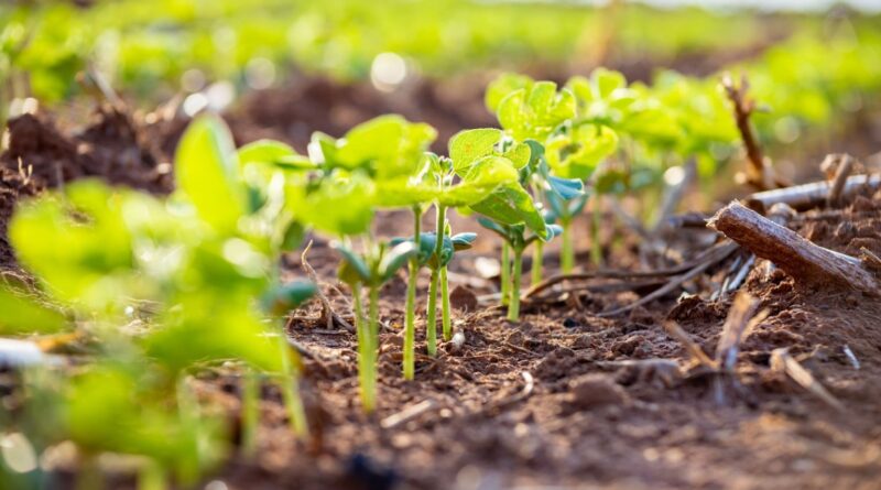 Como o bom manejo do solo garante produtividade e sustentabilidade da soja