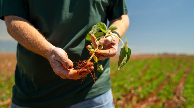 Produtor trava vendas, mercado estagna e semana fecha com soja parada no Brasil