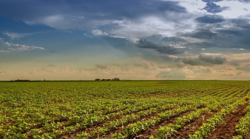 Governo de Goiás estabelece prazo final para a semeadura de soja na safra 25/26