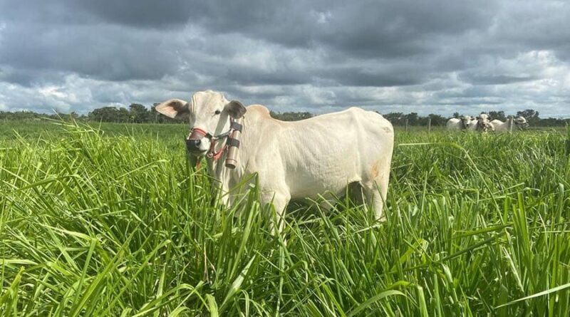 consórcio entre gramíneas e leguminosas em ILP