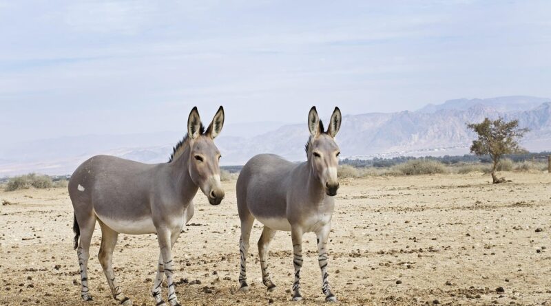 Leite de jumenta impulsiona nova cadeia produtiva no agro brasileiro