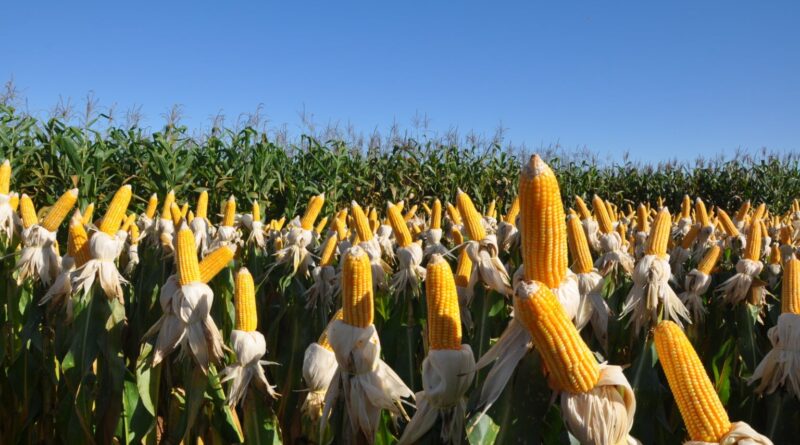 Maior interesse comprador mantém preços do milho em alta