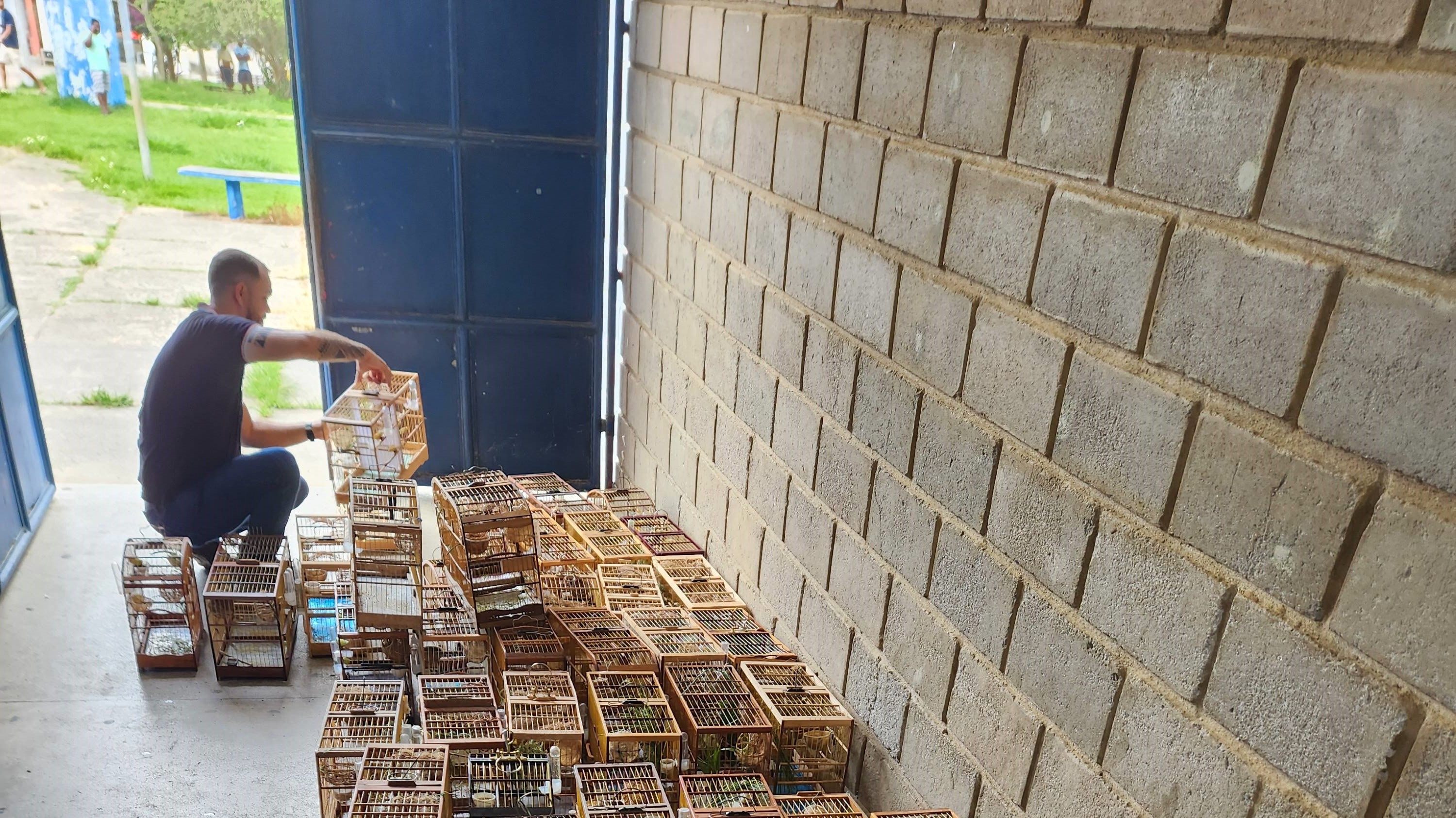 aves, bahia, apreensão