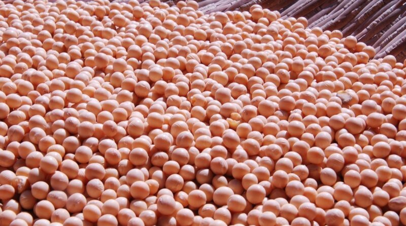 Mercado de soja 'esfria' com proximidade do USDA; saiba as cotações do dia