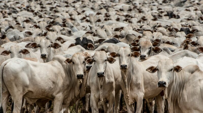 boi gordo, boiada, pecuária, gado, rebanho, bovino, goiás
