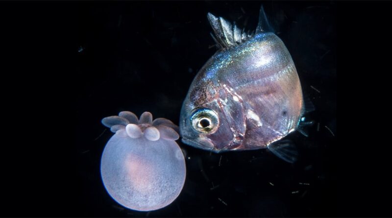 peixe, mergulho, noite, usp
