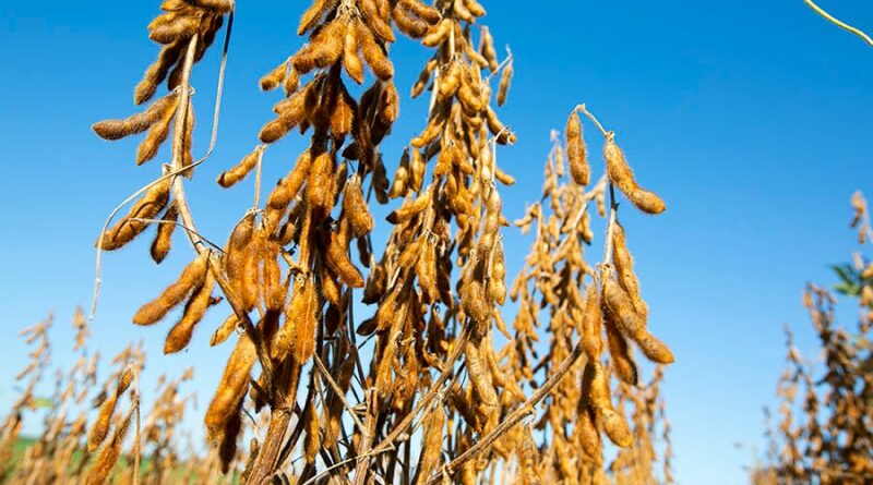Novas cultivares de soja lançadas pela Embrapa