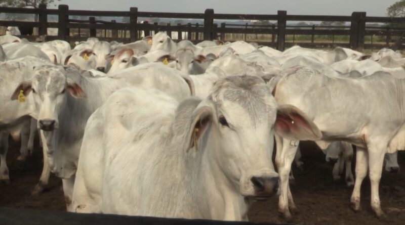 Sistema de rastreabilidade cruza informações ambientais e sanitárias para garantir a legalidade na cadeia da carne bovina (Foto: Reprodução).