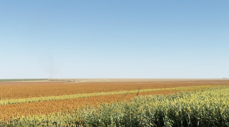 Plantação de sorgo no Oeste da Bahia