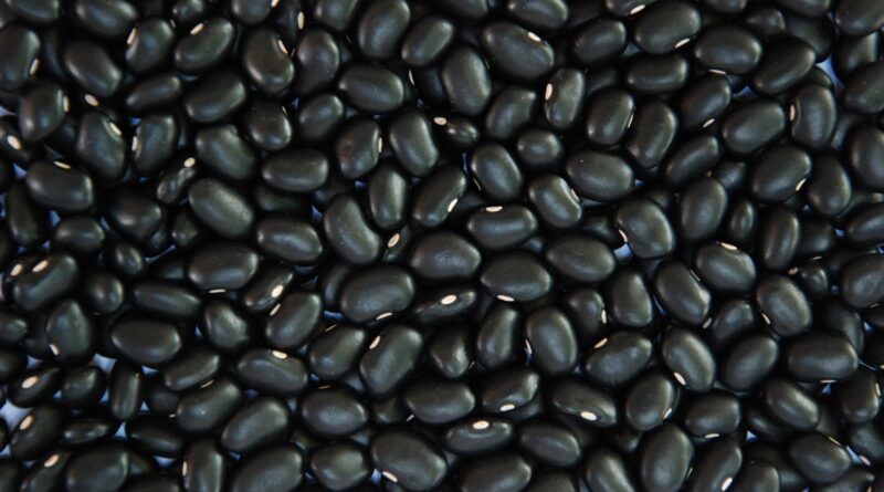 feijão-preto BRS Esteio, da Embrapa