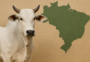Preços do boi gordo sobem nas principais praças de comercialização do país