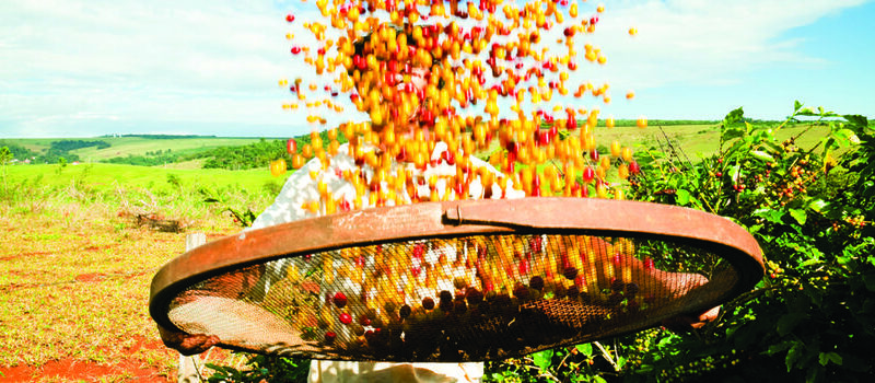 Café, produtor, peneira, Minas Gerais, agro, MG