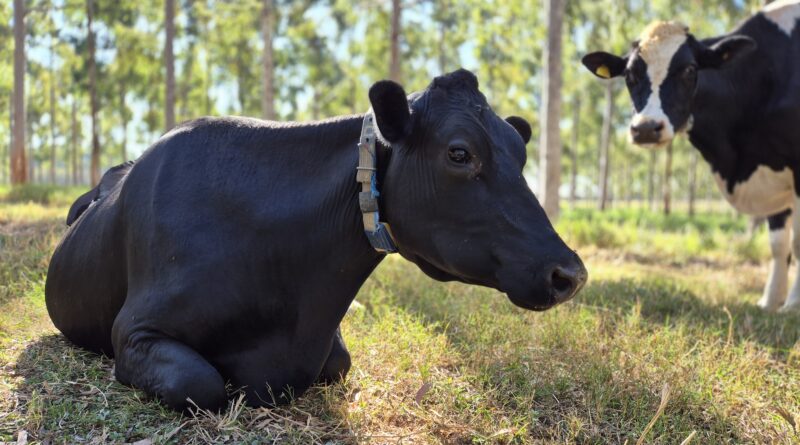 Novos protocolos da Embrapa estabelecem práticas de baixo carbono na pecuária de leite
