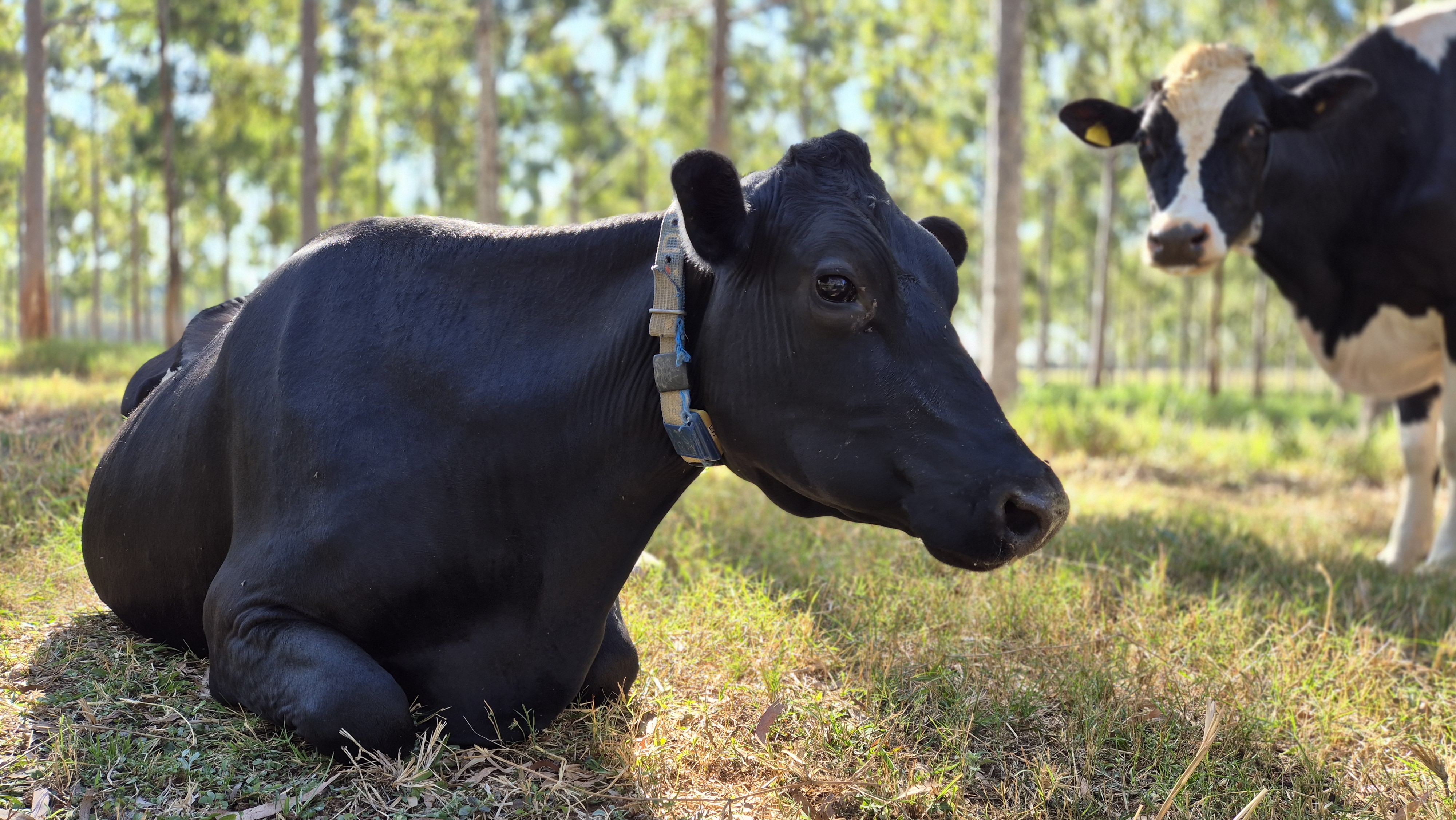 Novos protocolos da Embrapa estabelecem práticas de baixo carbono na pecuária de leite