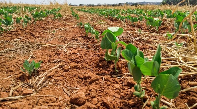 Produção de soja recua 0,9% na safra 25/26, aponta StoneX