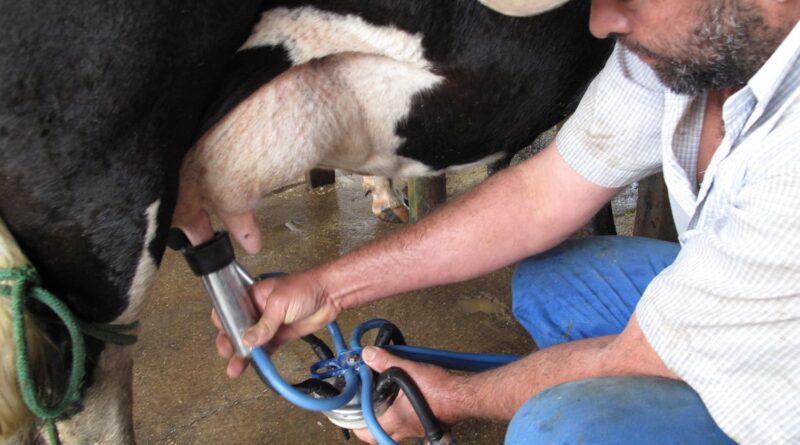 leite, vaca, ordenha, pecuária leiteira, conformação