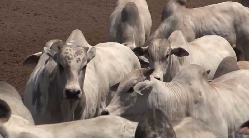 Mosca-dos-chifres: setembro é o mês chave para o controle e o lucro do gado. Veja