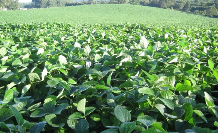 SC libera autorizações excepcionais para plantio de soja fora do calendário oficial