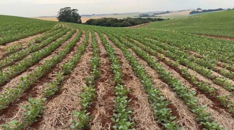 Sem chuva, prejuízos avançam no milho e na soja no Rio Grande do Sul