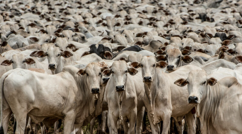 boi gordo, boiada, pecuária, gado, rebanho, bovino, goiás