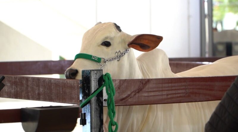 Leilão de gado Nelore movimenta a região da Faria Lima, em São Paulo