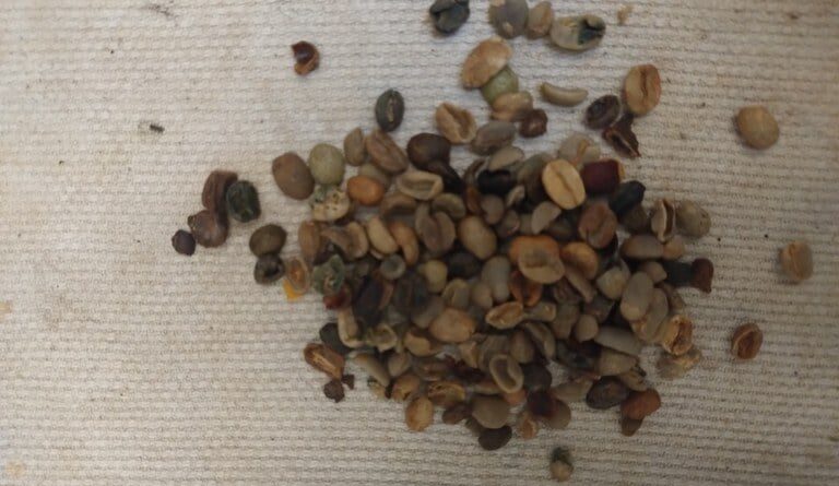 grãos, casca de café, santa catarina, operação