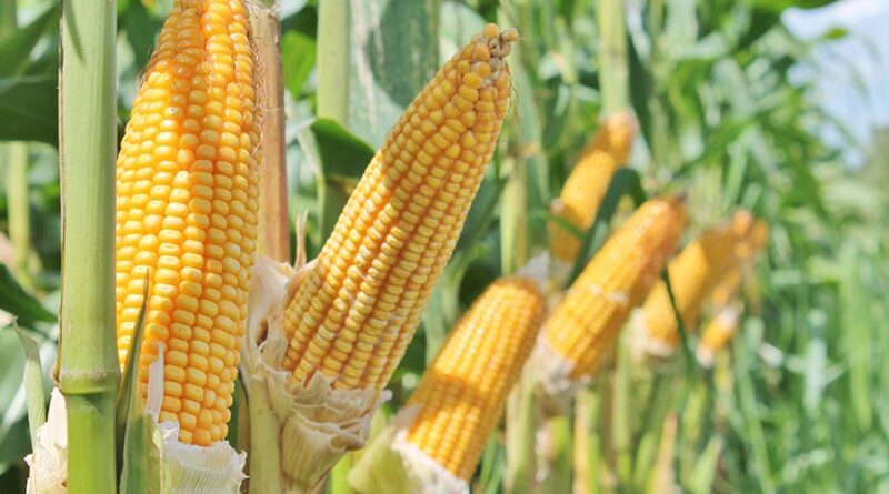 Integração lavoura-pecuária ajuda a acumular carbono no solo - milho