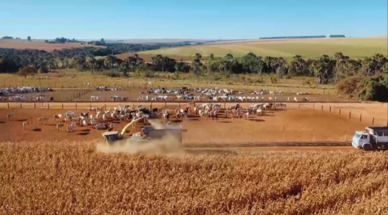 Consórcio de milho e capim garante silagem eficiente na pecuária; saiba mais