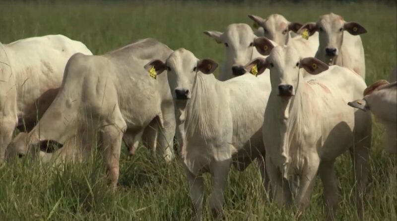 cálculo do ponto de equilíbrio exige atenção aos custos invisíveis da propriedade; entenda