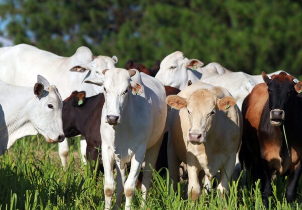 pecuária, gado , boi