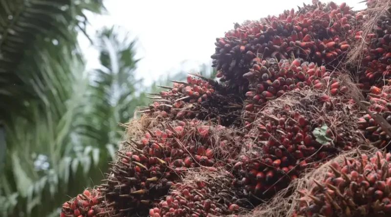 palma de óleo