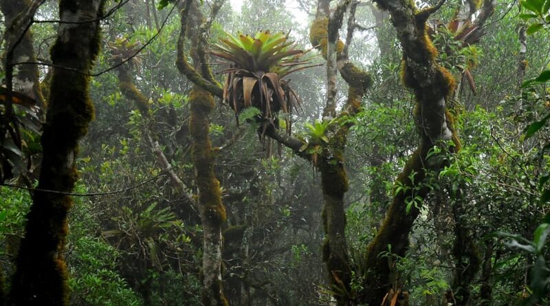Bromélias ajudam a fertilizar a Mata Atlântica e explicam árvores gigantes em solo pobre