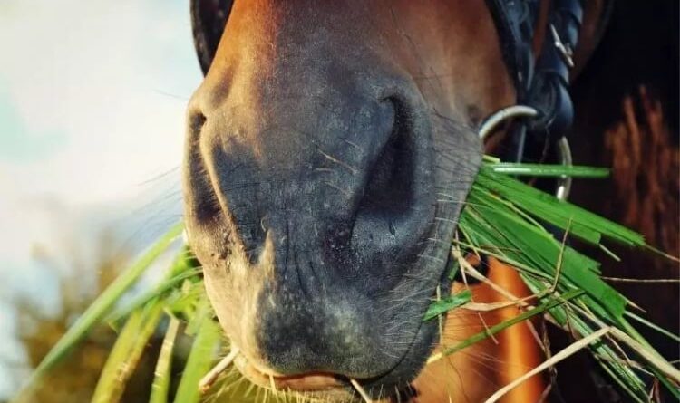 cavalo, milho, agricultor, freepik