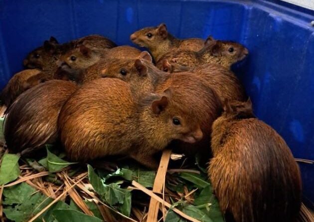 animais silvestres Ibama