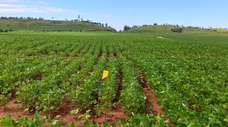 produtividade de soja
