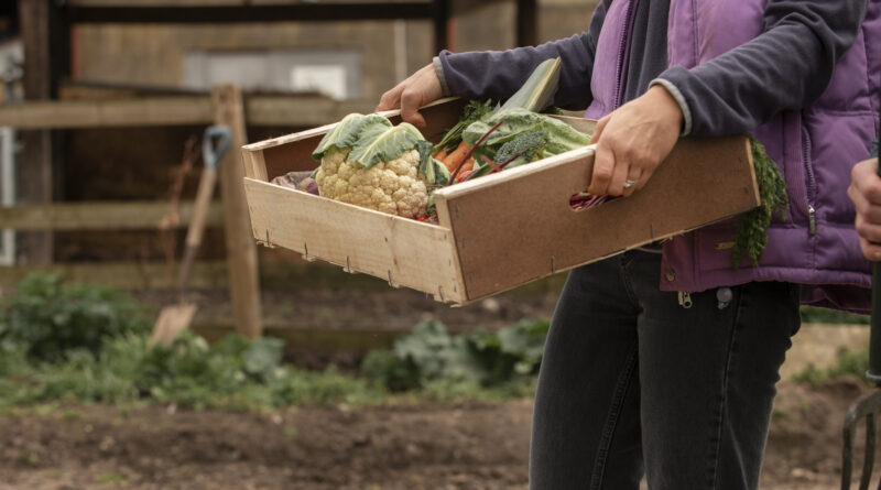 Orgânicos, agricultura orgânica, alimentos