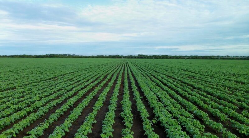 campo de soja, biológicos