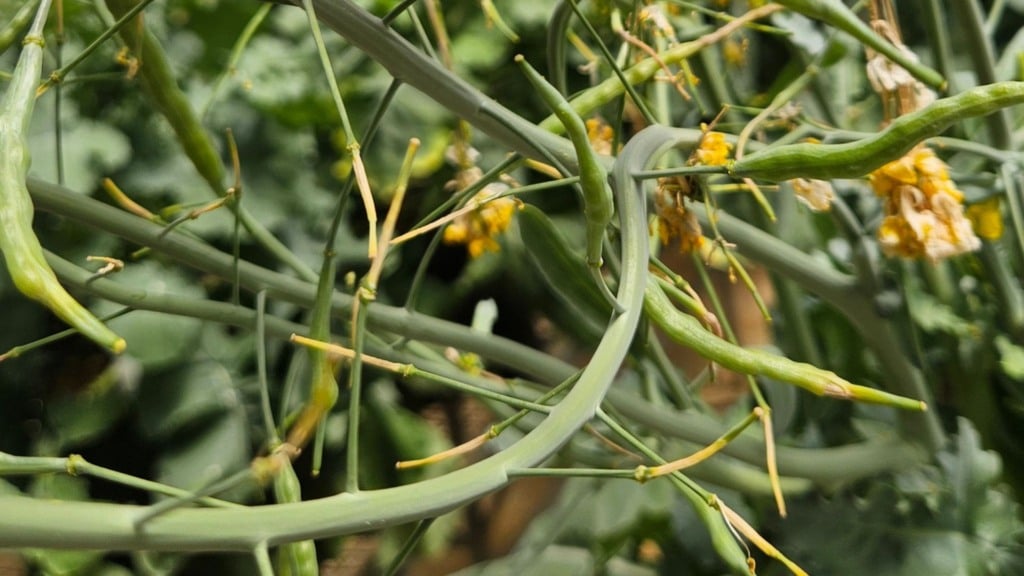 Canola em casa de vegetação. Foto: Agnaldo Chaves.