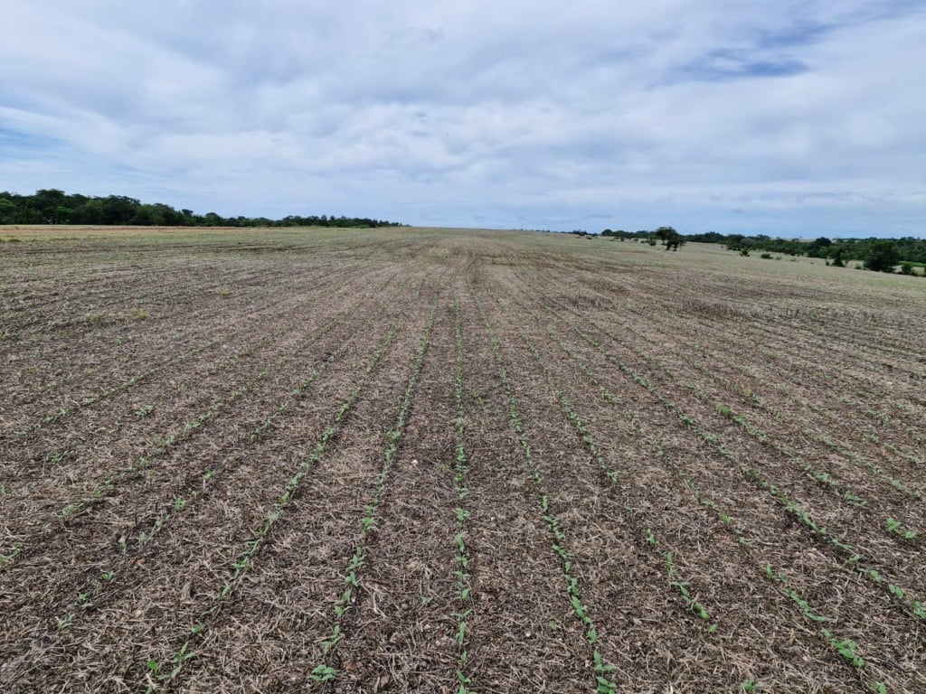 plantação de feijão-mungo cultivado pela Frísia no Tocantins