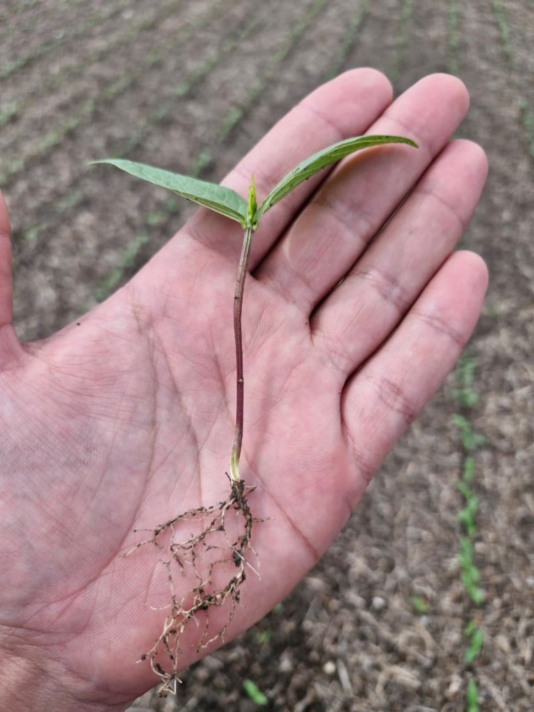 feijão-mungo, alternativa no Tocantins