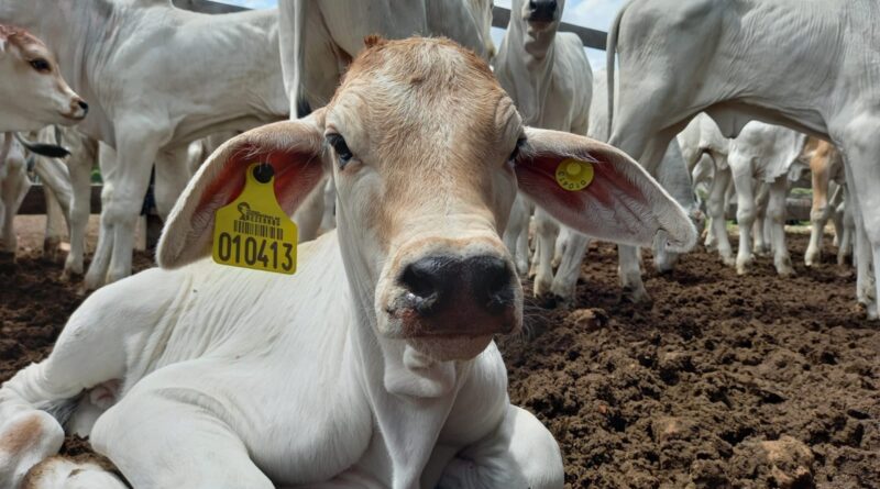 programa de produção de bezerros acrimat, boi