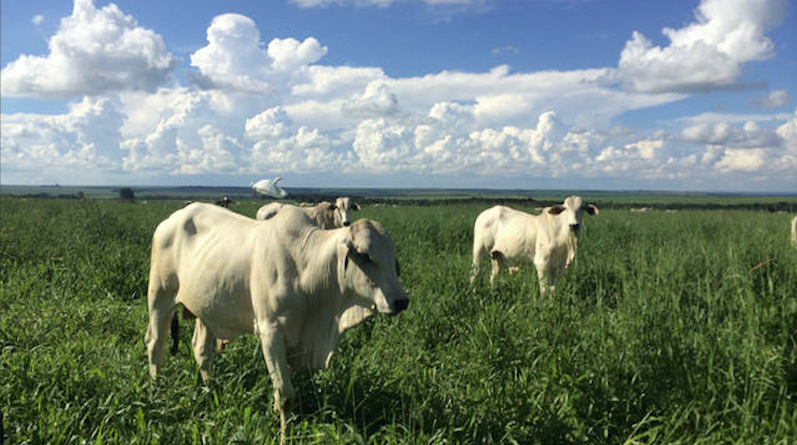 altas nas temperaturas podem prejudicar a qualidade dos pastos brasileiros, boi gordo