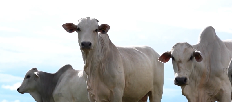 Boi gordo sobe com oferta restrita e dificuldade nas escalas de abate