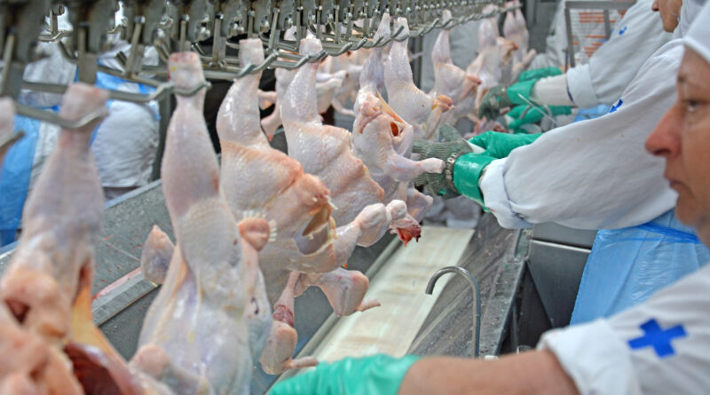 abate de frangos em frigorífico, aves, produtos avícolas