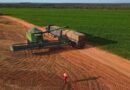 Colheita da Soja avança, mas alta do diesel aperta margens do produtor