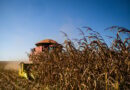 colheita de milho