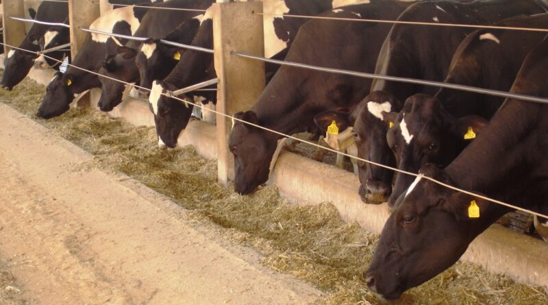 nutrição animal; bovinos