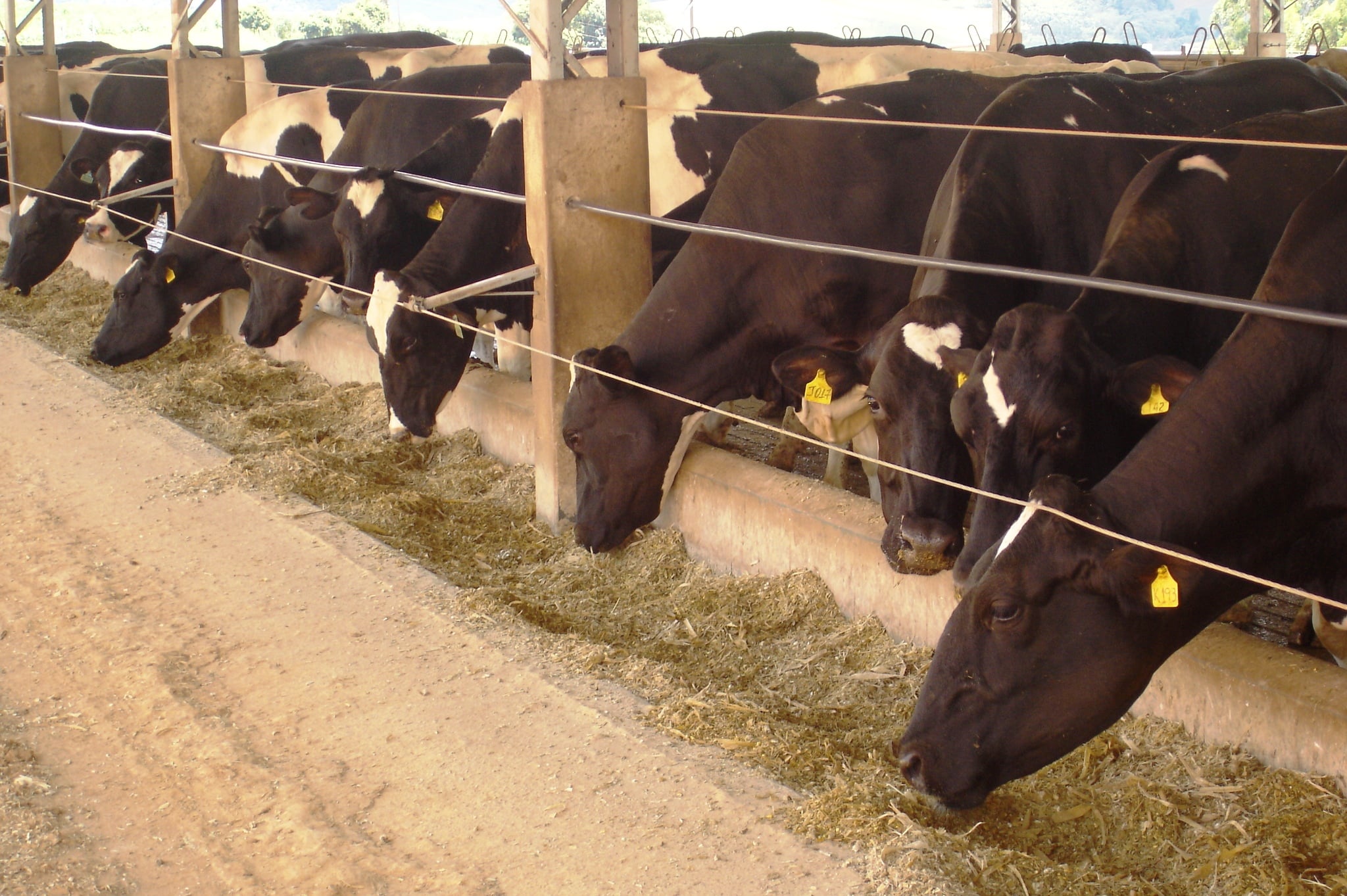 nutrição animal; bovinos