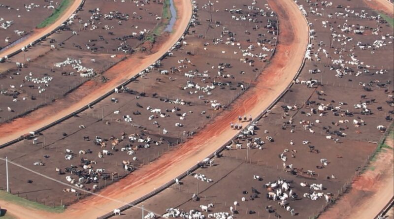 Confinamento exige controle diário da alimentação para evitar perdas; veja dicas
